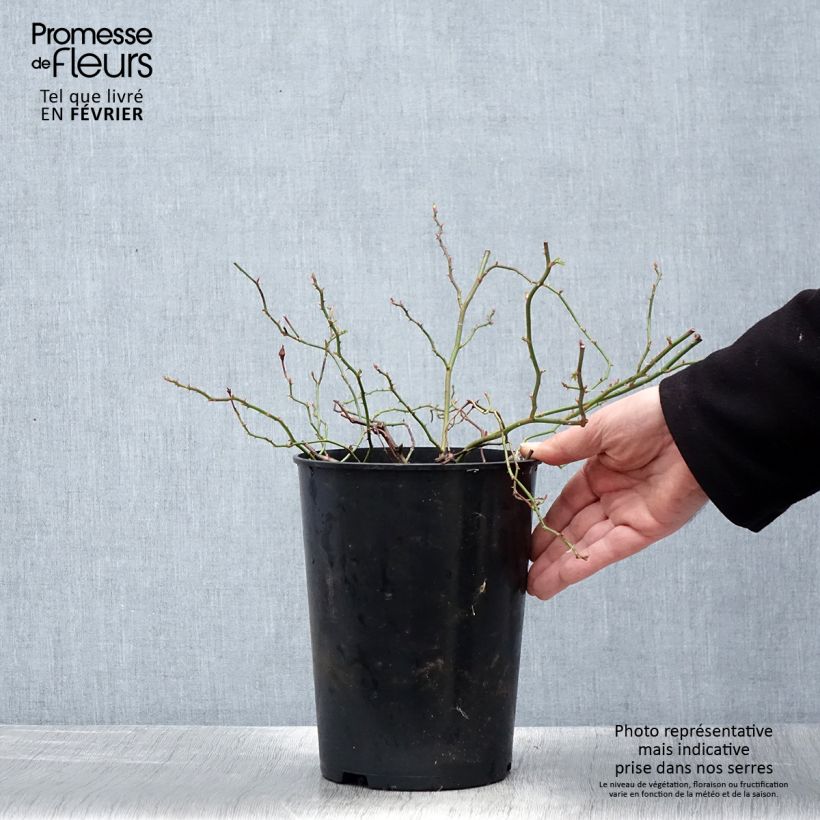 Exemplar von Rosa Crimson Shower - Kletterrose Topf mit 3L/4L wie im Winter geliefert