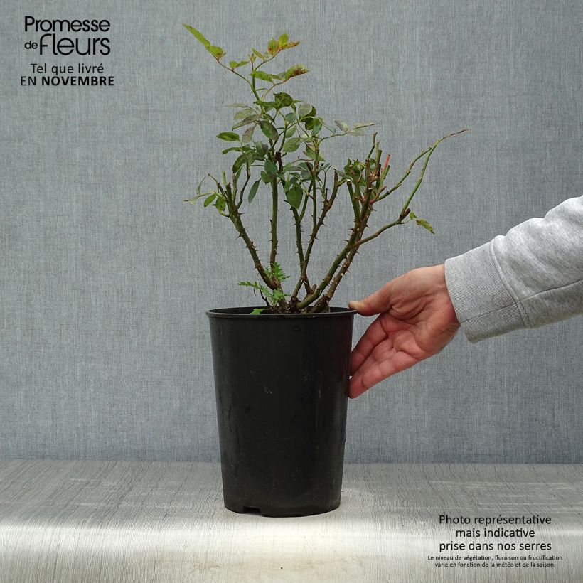 Example of Rosa Cyclamen Pierre de Ronsard - Kletterrose Topf mit 4L/5L as you get in automne
