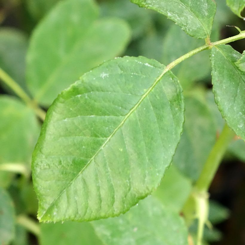 Rosa (x) grimpant Disting'O Orange - Kletterrose (Foliage)