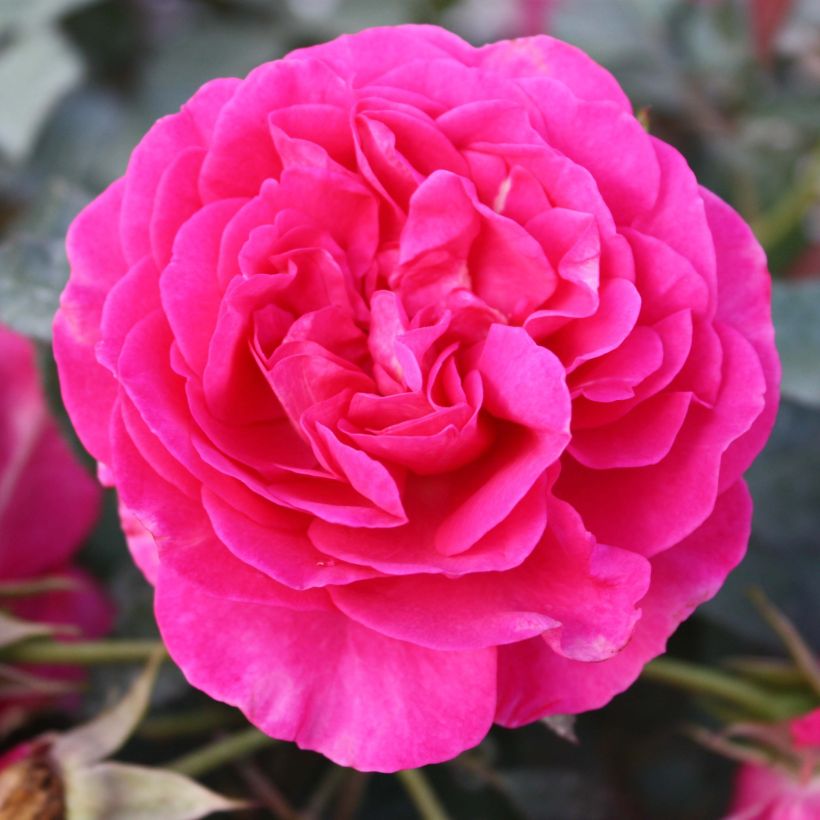 Rosa wichuraiana Dorothy Perkins - Kletterrose (Flowering)