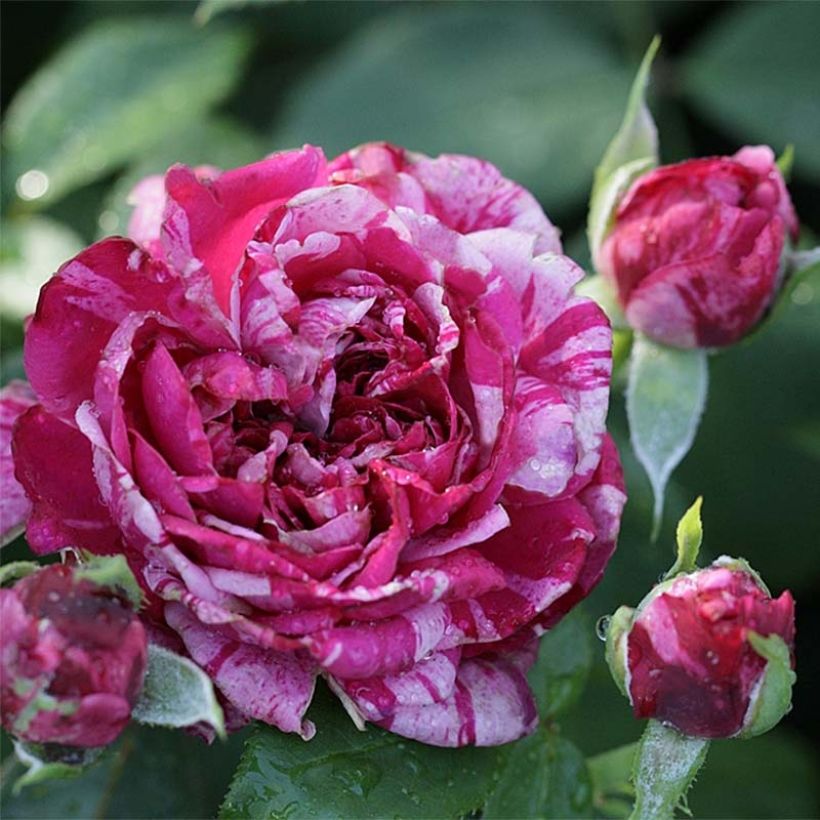 Rosa Easy Fashion - Kletterrose (Flowering)