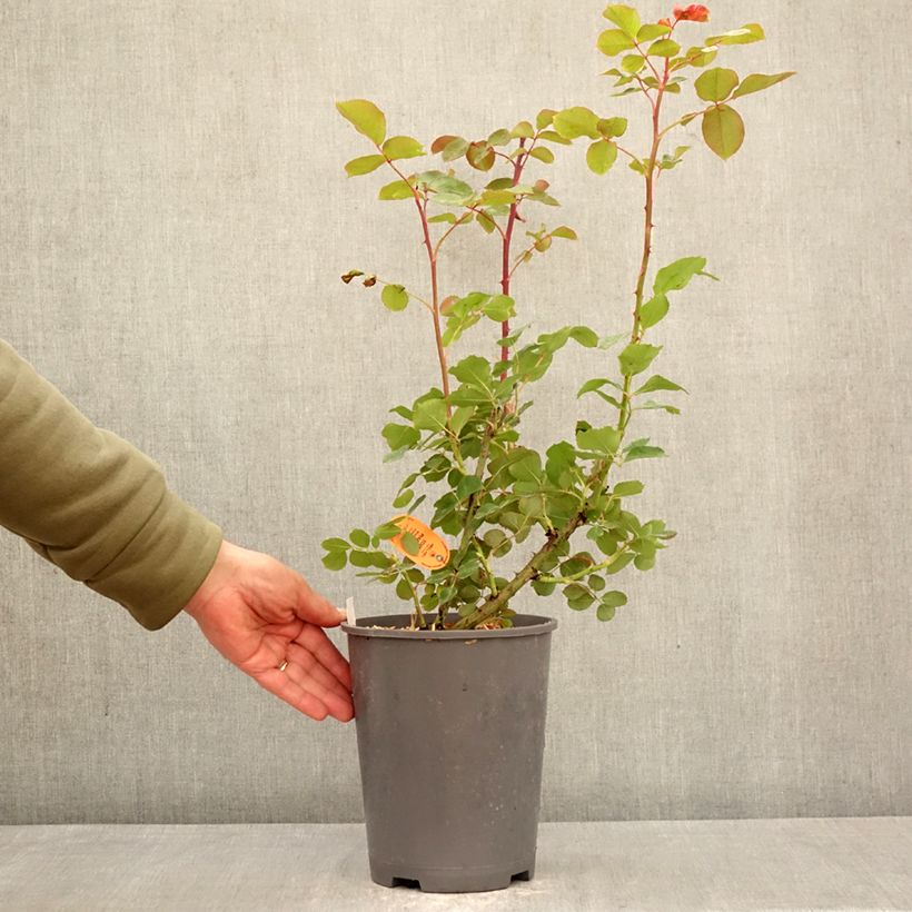 Exemplar von Rosa Edith Piaf - Kletterrose Topf mit 4L/5L wie im Frühjahr geliefert