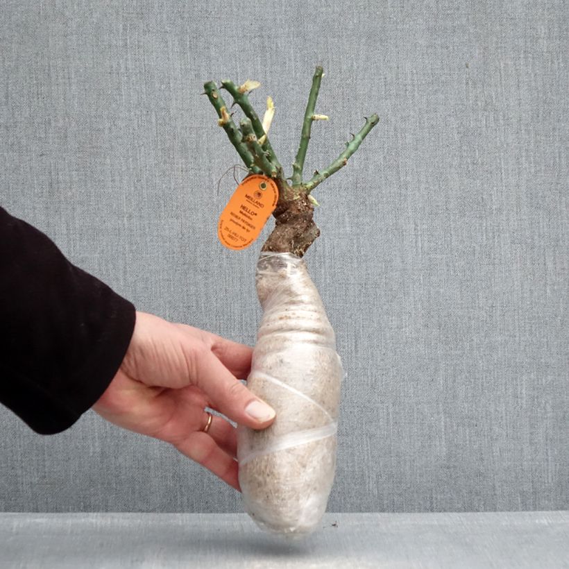 Exemplar von Rosa Edith Piaf - Kletterrose Wurzelnackt in Beutel wie im Winter geliefert