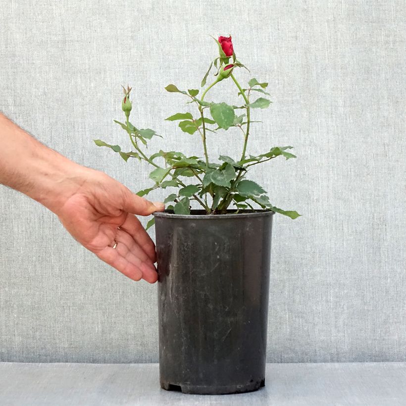 Exemplar von Rosa Etoile de Hollande - Kletterrose Topf mit 4L/5L wie im Sommer geliefert