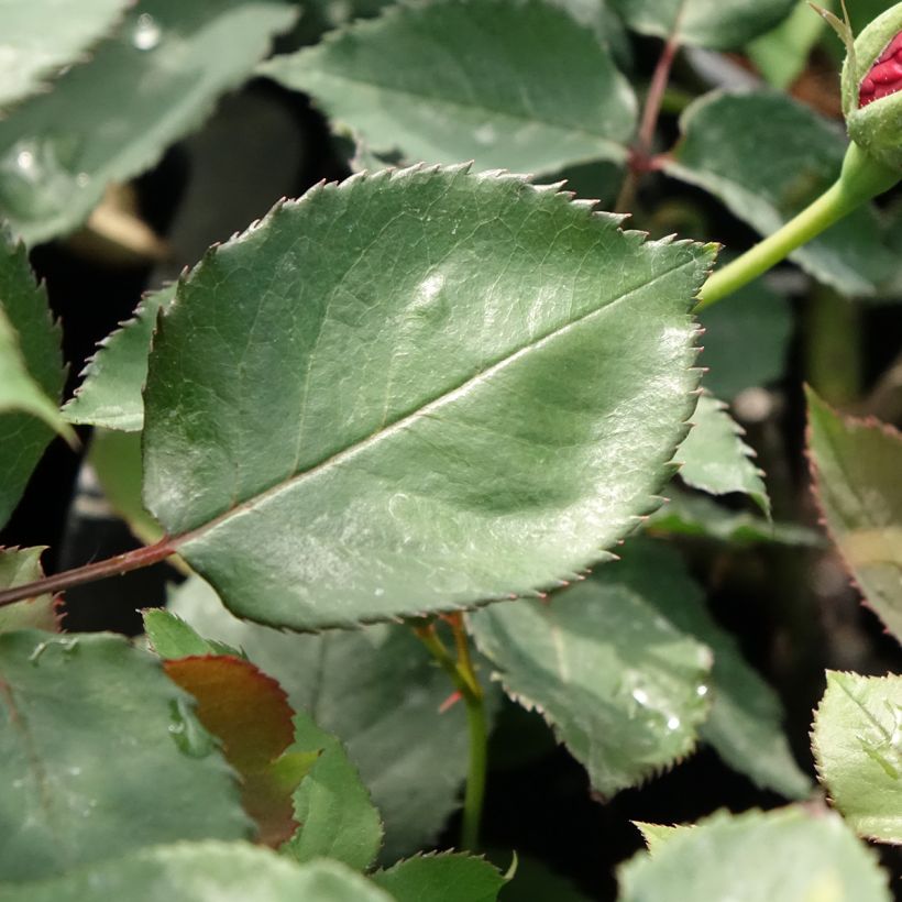 Rosa Etoile de Hollande - Kletterrose (Foliage)
