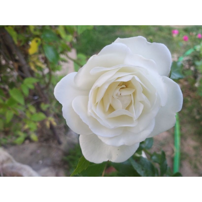 Rosa Climbing Iceberg - Kletterrose (Flowering)