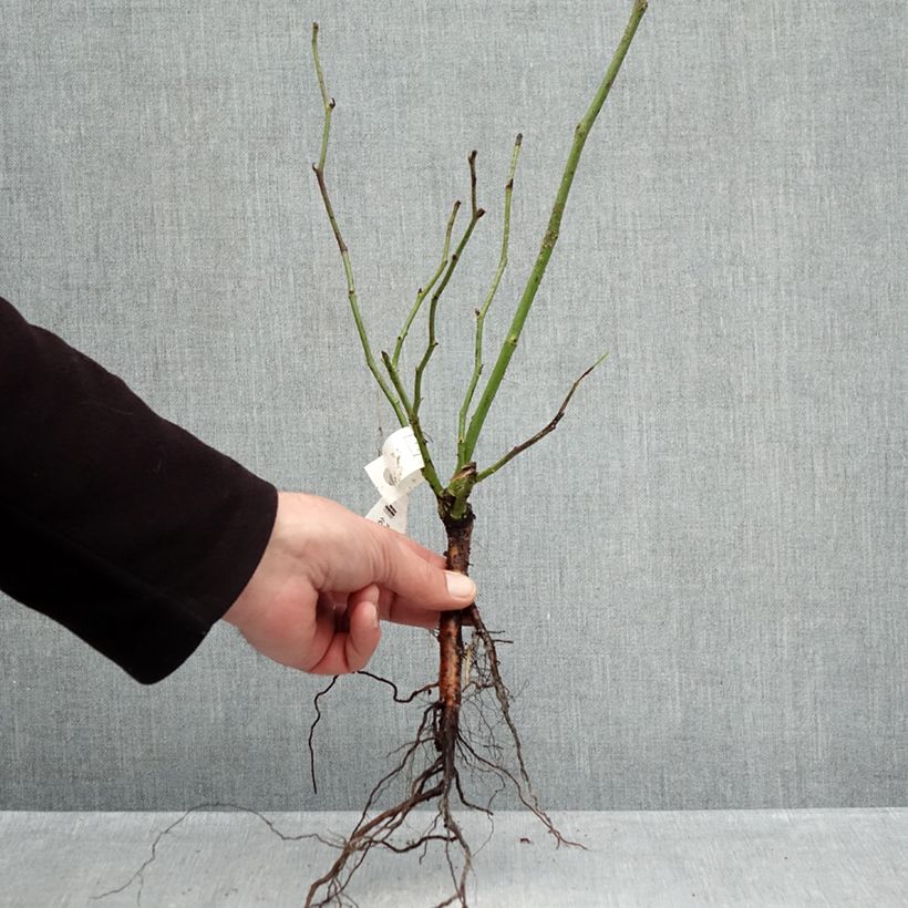 Exemplar von Rosa Climbing Iceberg - Kletterrose Wurzelnackt wie im Winter geliefert