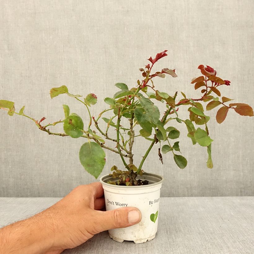 Example of Rosa Florentina - Kletterrose Topf 10 cm/11cm as you get in ete