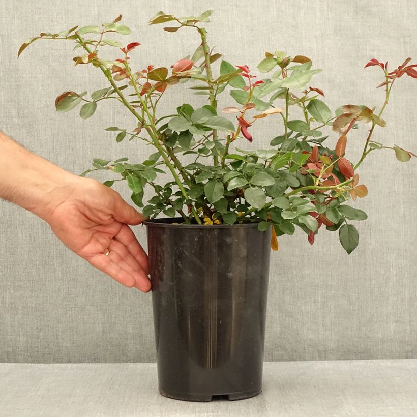 Example of Rosa Florentina - Kletterrose Topf mit 4L/5L as you get in ete