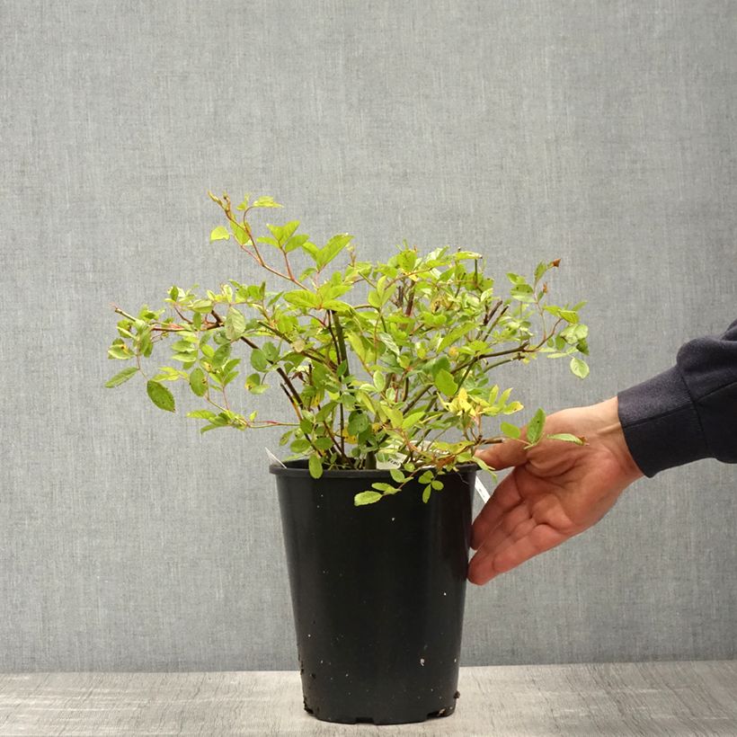 Exemplar von Rosa Frau Eva Schubert - Kletterrose Topf mit 4L/5L wie im Frühjahr geliefert