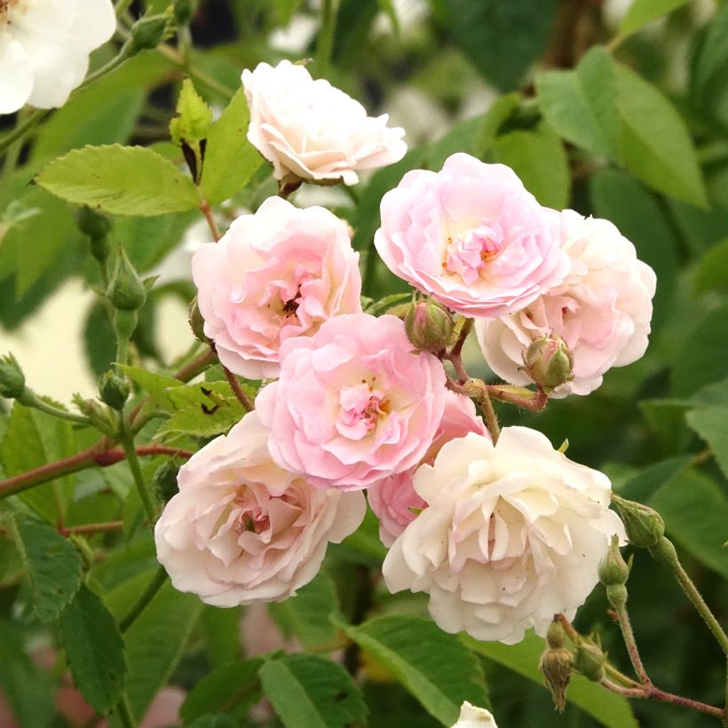 Rosa Frau Eva Schubert - Kletterrose (Blüte)