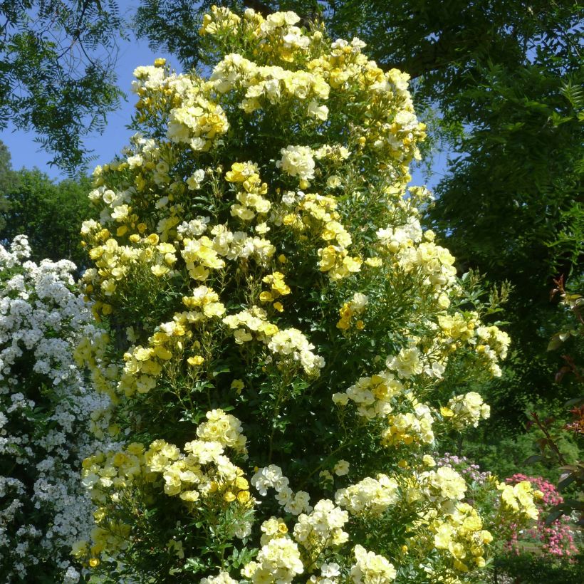 Rosa Golden Age - Kletterrose (Plant habit)