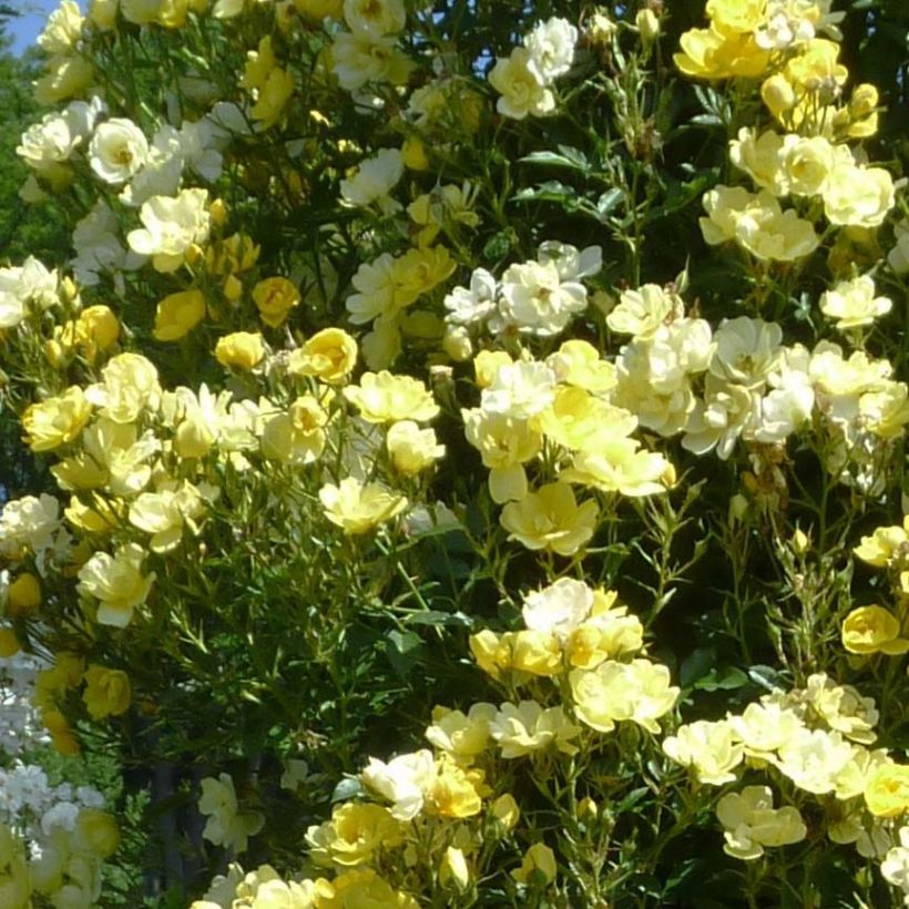 Rosa Golden Age - Kletterrose (Flowering)