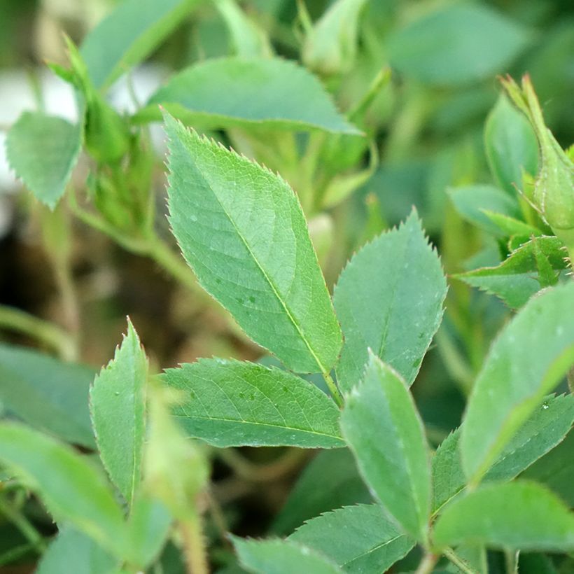 Rosa Golden Age - Kletterrose (Foliage)