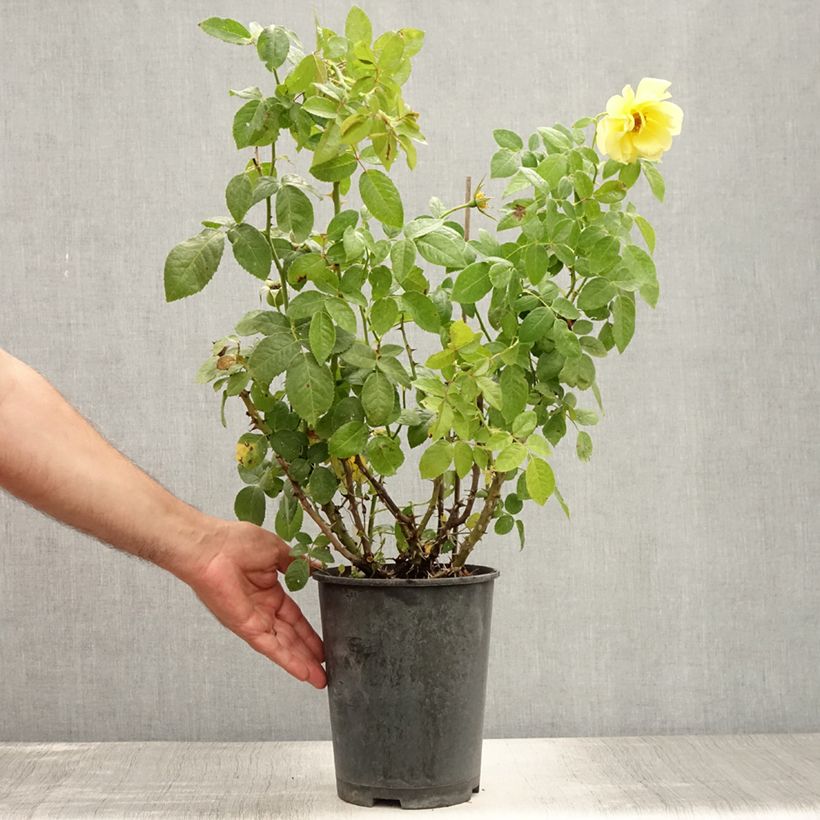 Example of Rosa Golden Boy - Kletterrose Topf mit 4L/5L as you get in ete