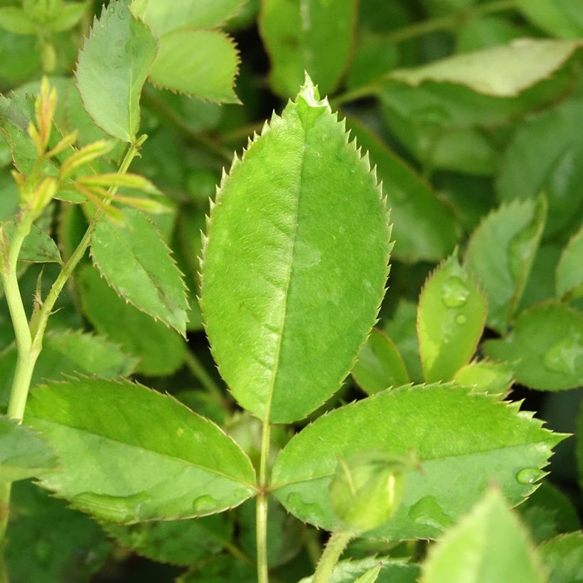 Rosa Golden Pareo Meipiyou - Kletterrose (Laub)