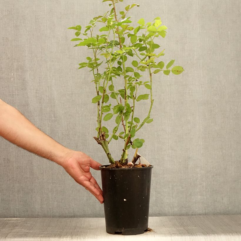 Example of Rosa Golden Pareo Meipiyou - Kletterrose Topf mit 4L/5L as you get in ete