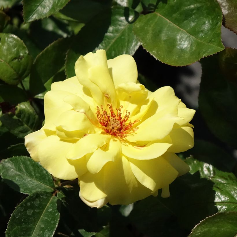 Rosa Golden Showers - Kletterrose (Flowering)