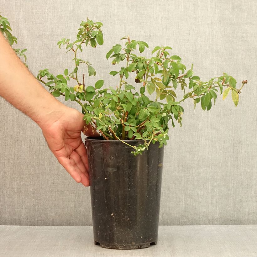 Example of Rosa wichuraiana Guirlande Rose - Kletterrose Topf mit 4L/5L as you get in ete