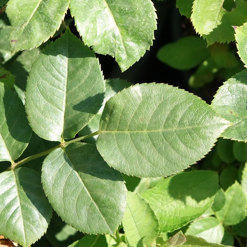Rosa Happiness - Kletterrose (Foliage)