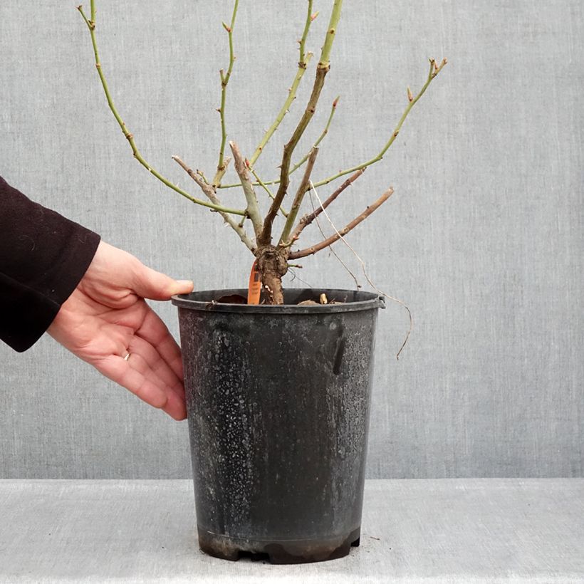 Exemplar von Rosa Happiness - Kletterrose Topf mit 4L/5L wie im Winter geliefert