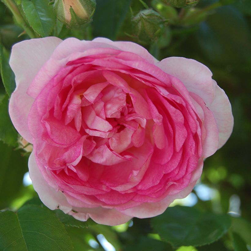 Rosa Jasmina - Kletterrose (Flowering)