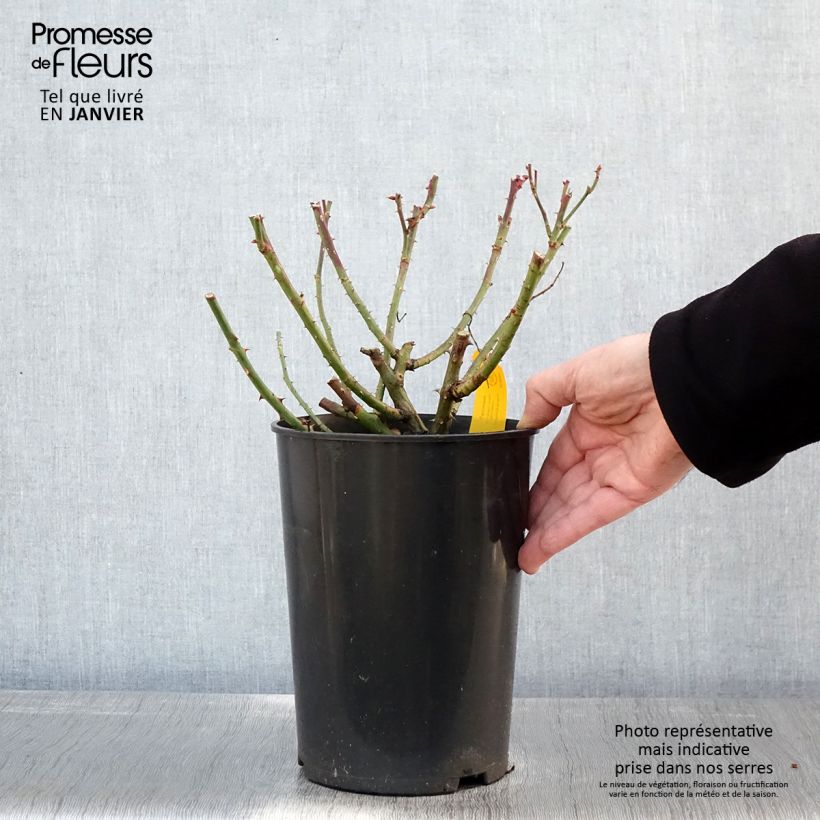 Exemplar von Rosa Jasmina - Kletterrose Topf mit 4L/5L wie im Winter geliefert