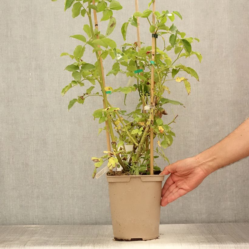 Example of Rosa Julie Andrieu - Kletterrose Topf mit 3L/4L as you get in ete