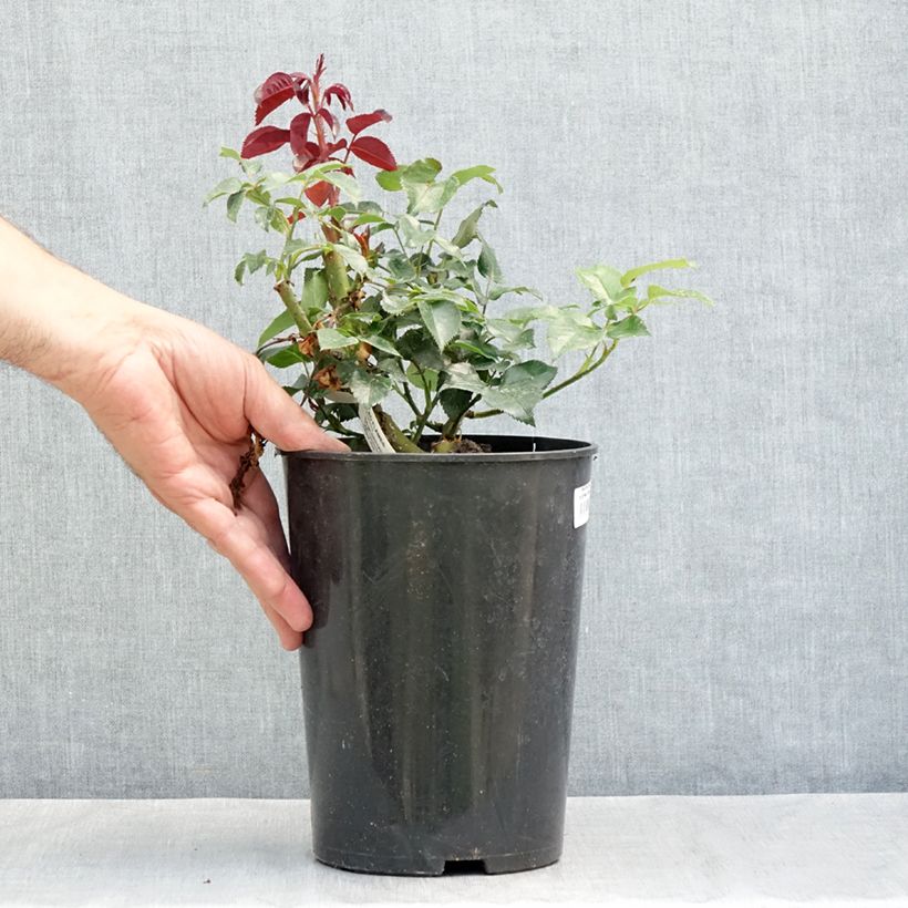 Example of Rosa Le Grand Huit - Kletterrose Topf mit 4L/5L as you get in ete