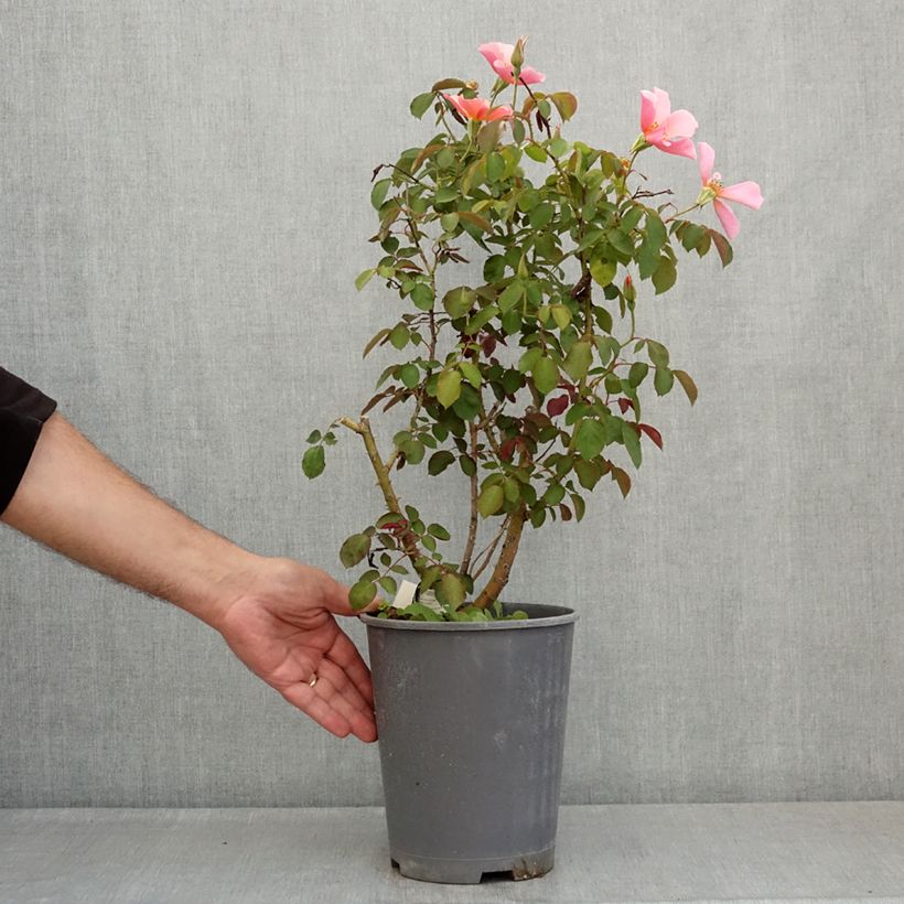 Exemplar von Rosa Lens Flair - Kletterrose Topf mit 4L/5L wie im Sommer geliefert