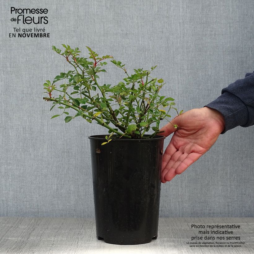 Example of Rosa Libertas - Kletterrose Topf mit 4L/5L as you get in automne