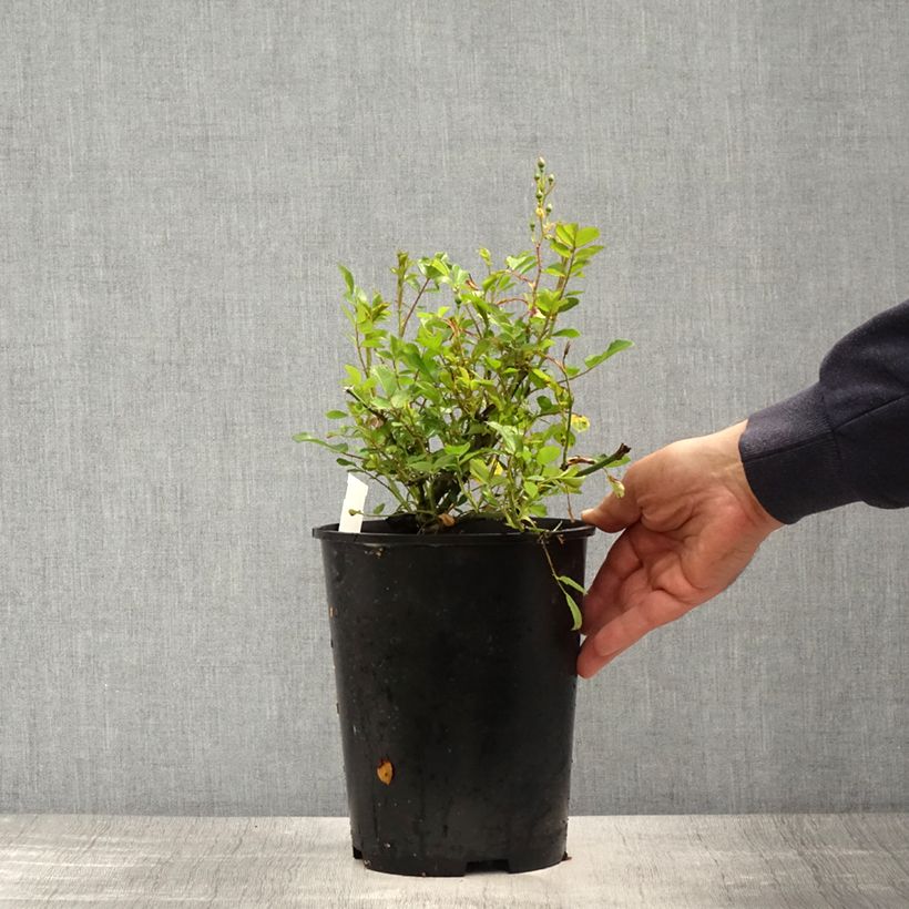 Exemplar von Rosa Libertas - Kletterrose Topf mit 4L/5L wie im Frühjahr geliefert