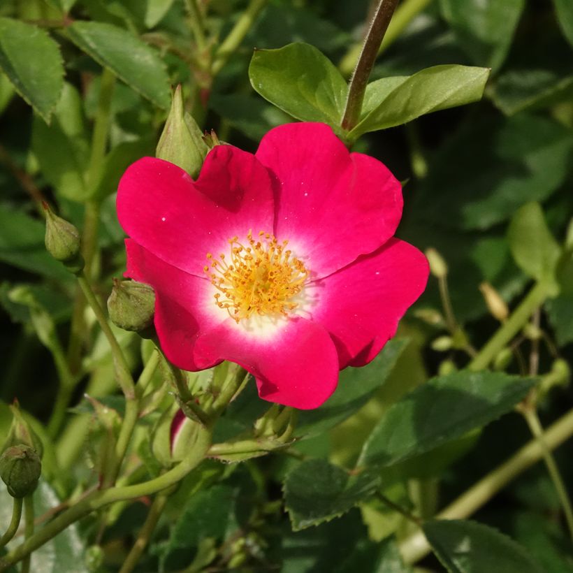 Rosa Libertas - Kletterrose (Blüte)