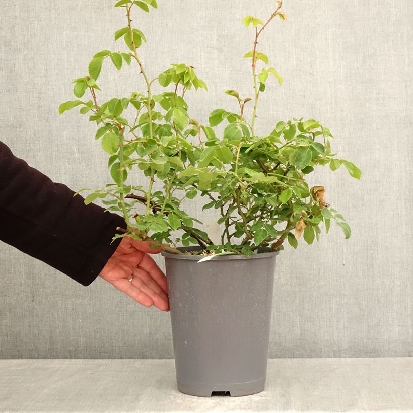 Exemplar von Rosa wichuraiana May Queen - Kletterrose Topf mit 4L/5L wie im Frühjahr geliefert