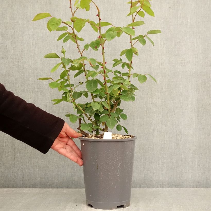 Exemplar von Rosa Mme Caroline Testout - Alte Kletterrose Topf mit 4L/5L wie im Frühjahr geliefert