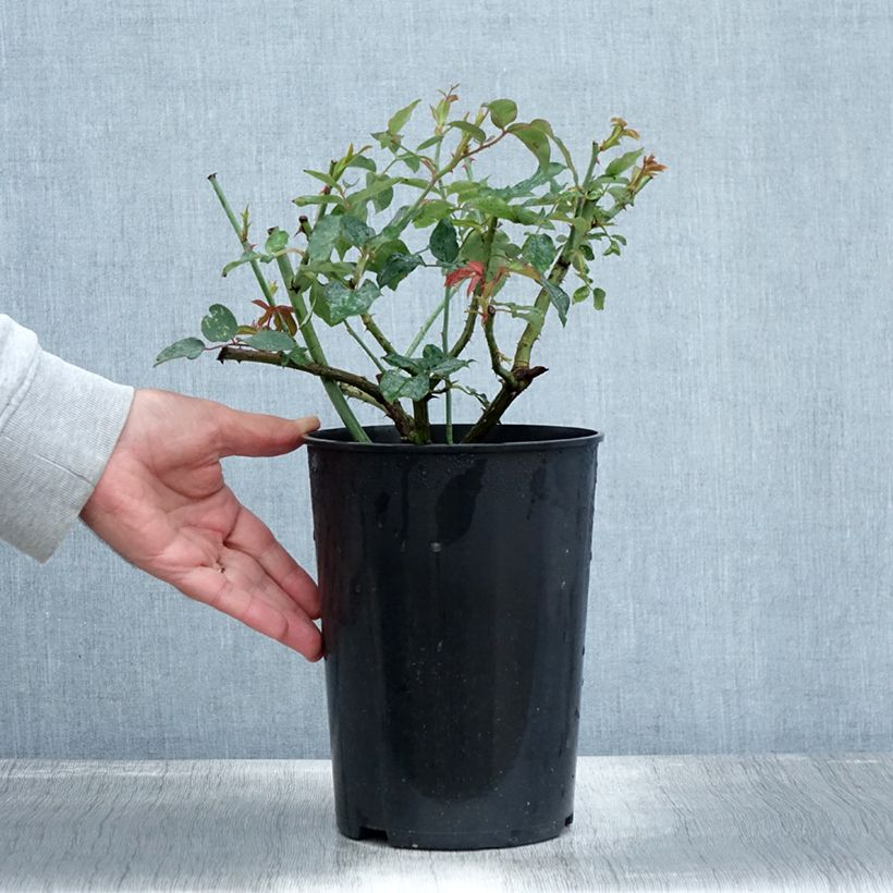 Example of Rosa Mme Gregoire Staechelin - Alte Kletterrose Topf mit 4L/5L as you get in automne