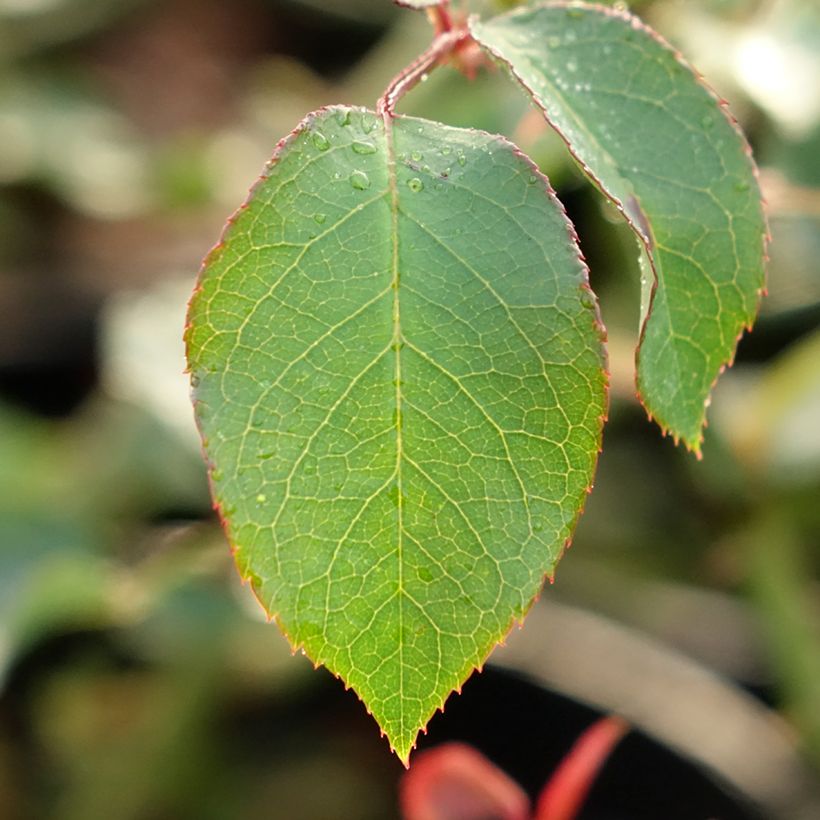 Rosa Mme Gregoire Staechelin - Alte Kletterrose (Foliage)
