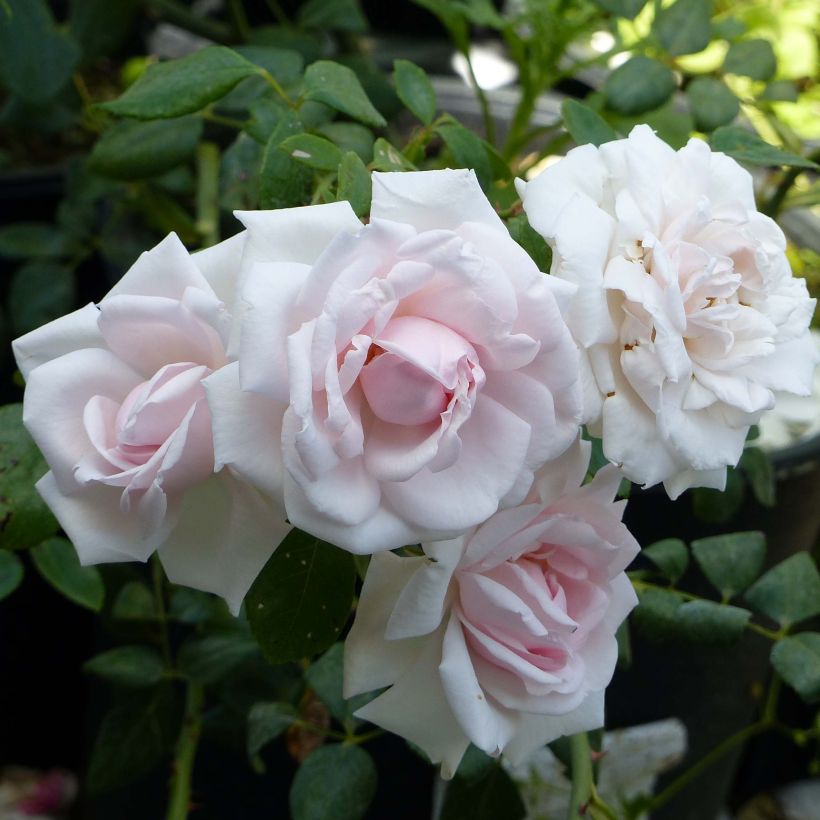Rosa wichuraiana New Dawn - Kletterrose (Flowering)