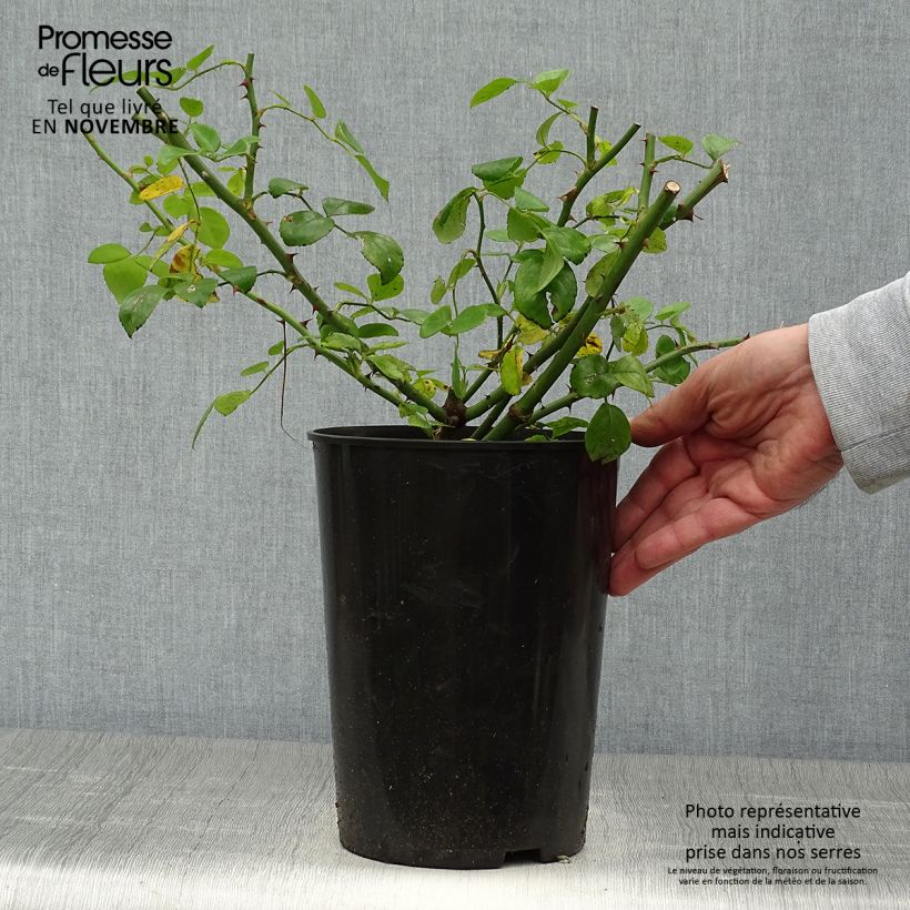 Example of Rosa wichuraiana New Dawn - Kletterrose Topf mit 4L/5L as you get in automne