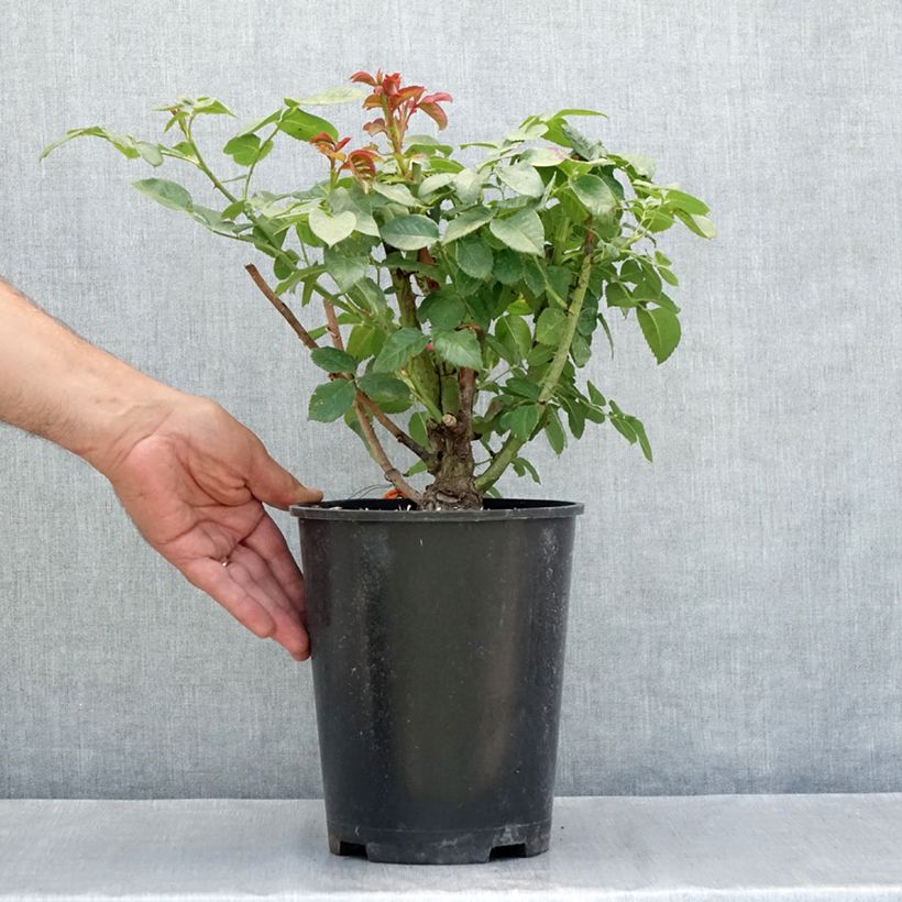 Example of Rosa Oriental Peace - Kletterrose Topf mit 4L/5L as you get in ete