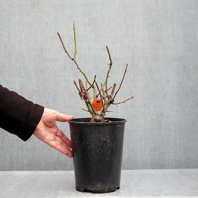 Exemplar von Rosa Oriental Peace - Kletterrose Topf mit 4L/5L wie im Winter geliefert