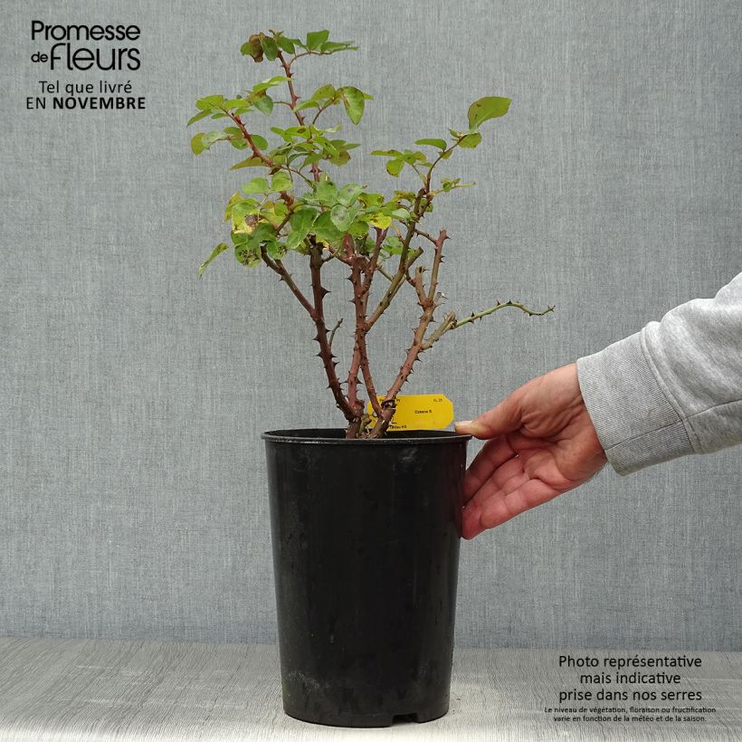 Example of Rosa Ozeana - Kletterrose Topf mit 4L/5L as you get in automne