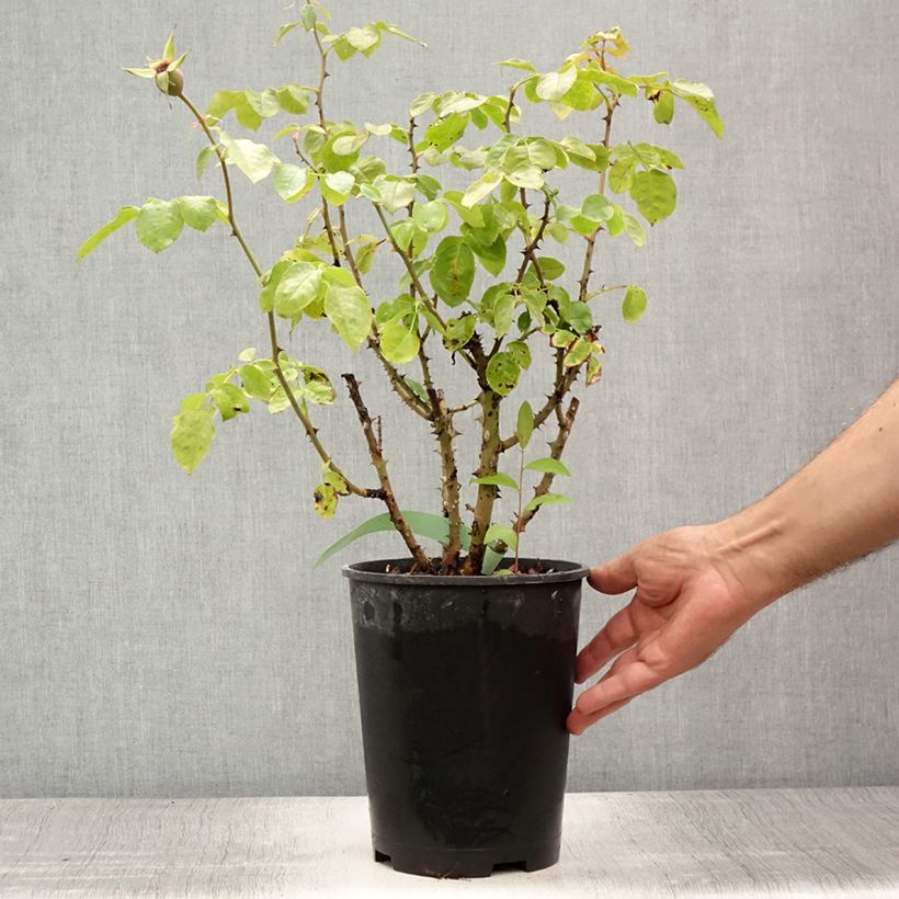 Exemplar von Rosa Ozeana - Kletterrose Topf mit 4L/5L wie im Sommer geliefert