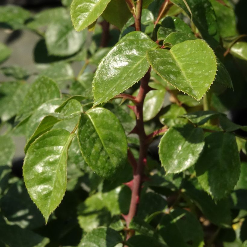 Rosa Ozeana - Kletterrose (Laub)