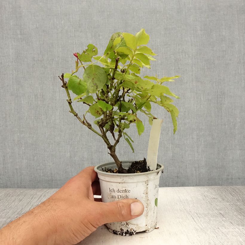 Example of Rosa Palais Royal - Kletterrose Topf 10 cm/11cm as you get in ete