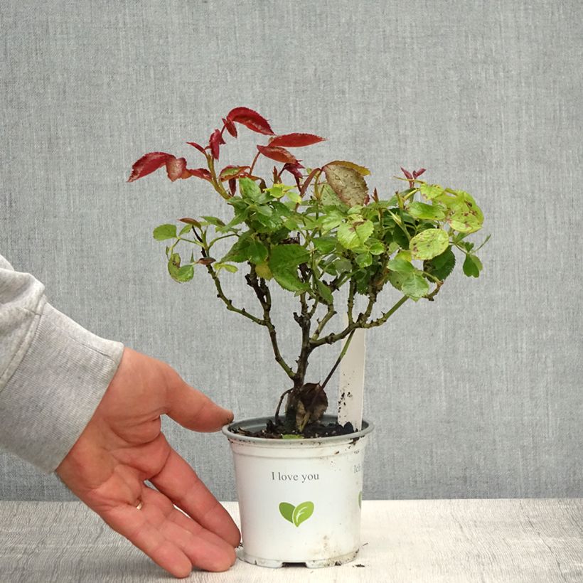 Exemplar von Rosa Palais Royal - Kletterrose Topf 10 cm/11cm wie im Frühjahr geliefert