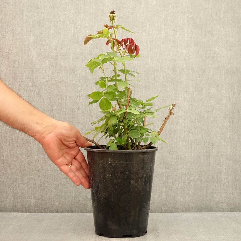 Example of Rosa Palais Royal - Kletterrose Topf mit 4L/5L as you get in ete