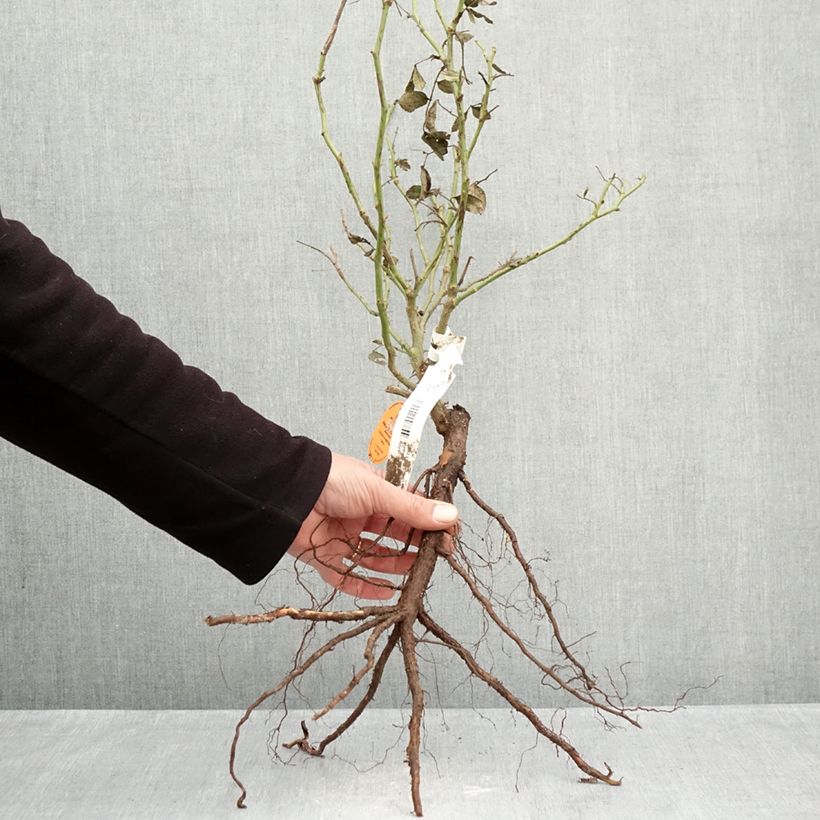 Exemplar von Rosa Palais Royal - Kletterrose Wurzelnackt wie im Winter geliefert