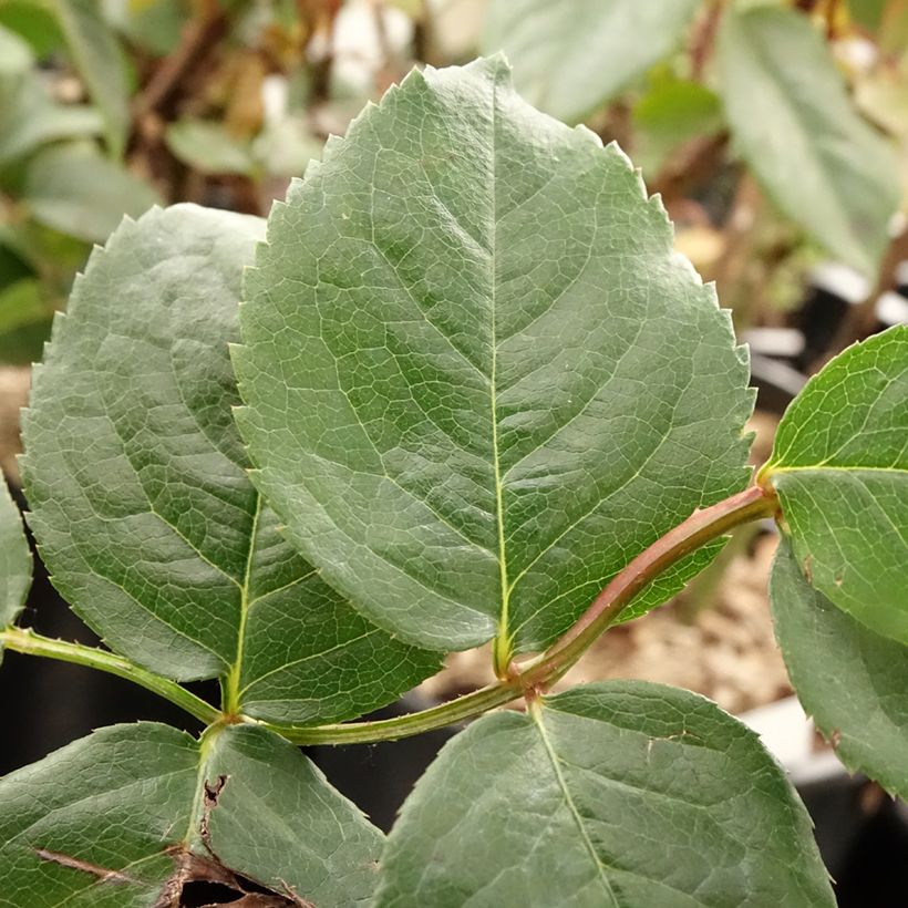 Rosa Parfuma Kiss me Kate - Kletterrose (Foliage)