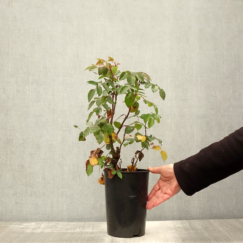 Example of Rosa Parfuma Kiss me Kate - Kletterrose Topf mit 4L/5L as you get in automne